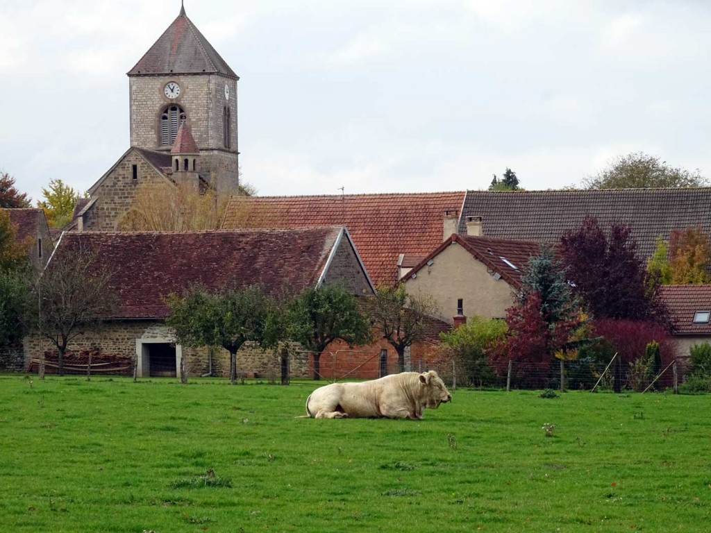 Charolais bull