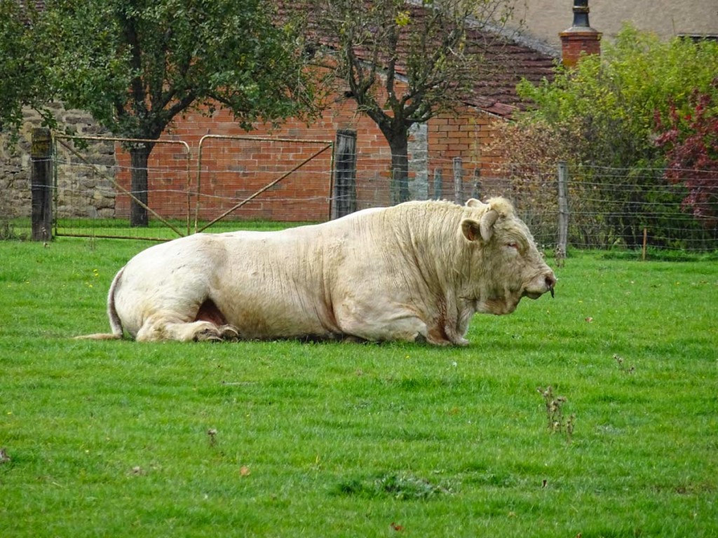 Charolais bull