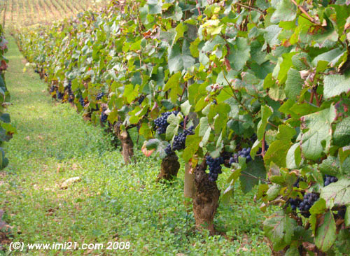 A Burgundy vine yard