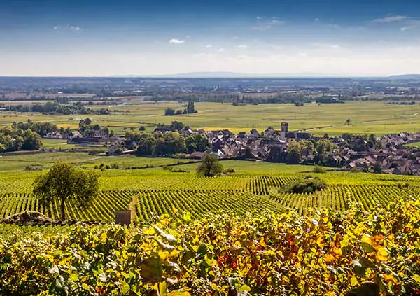 The vineyards of the Côte d'Or