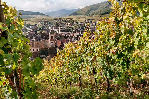 A view of Riquewihr from the vineyards overlooking the village