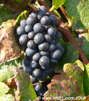 A Pinot noir almost ready to be harvested