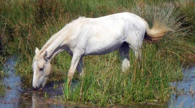 The Camargue…  its magnificent & wild