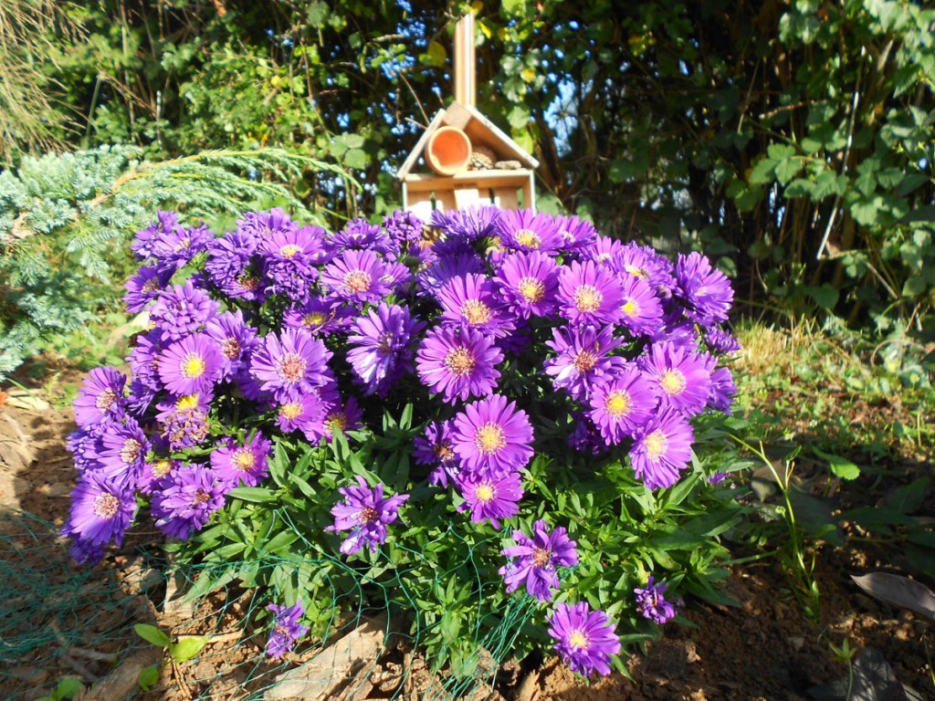 DSCN1947